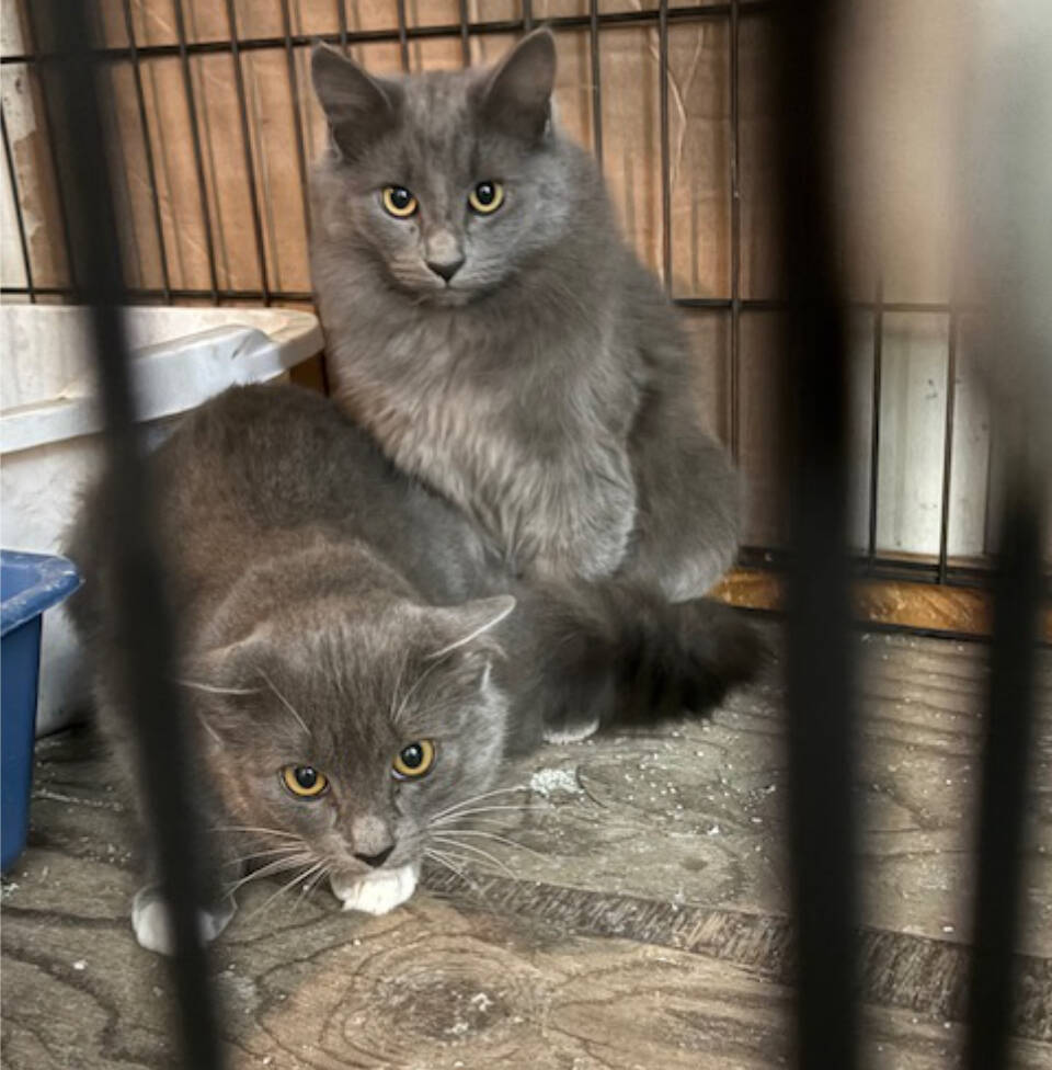 Okanagan Humane Society rescues 21 abandoned cats from Cariboo property