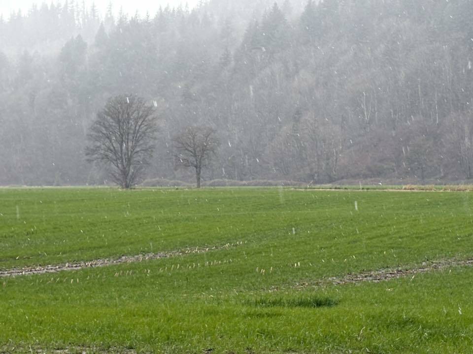 Agassiz-Harrison did see a bit of recent snowfall in what has been a fairly wet start to March so far. (Laura Tunbridge)
